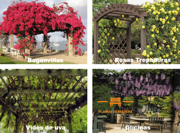 ideas-paramejorar-el-diseño-de-las-pergolas-de-madera-con-plantas-como-rosas-trepadoras-glicinas-vides-de-uvas-y-buganvillas